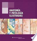 Anatomia Y Patologia Ilustradas