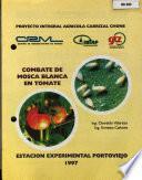 Bombate de Mosca Blanca en tomate