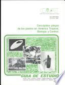 Cercopidos plagas de los pastos en America Tropical. Biologia y Control.