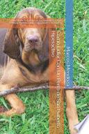Cómo Lidiar Con Un Perro de San Huberto Hiperactivo