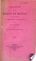 Cultivo de los rosales en macetas