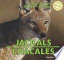Jackals / Chacales