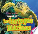 Las tortugas marinas