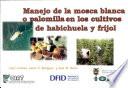 Manejo de la mosca blanca o palomilla en los cultivos de habichuela y frijol