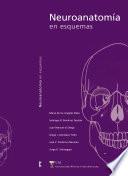 Neuroanatomía en esquemas