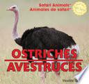 Ostriches / Avestruces