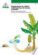 Suspensiones de células embriogénicas de banano y plátano - INIBAP Guías técnicas 8