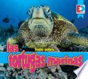 Todo sobre las tortugas marinas